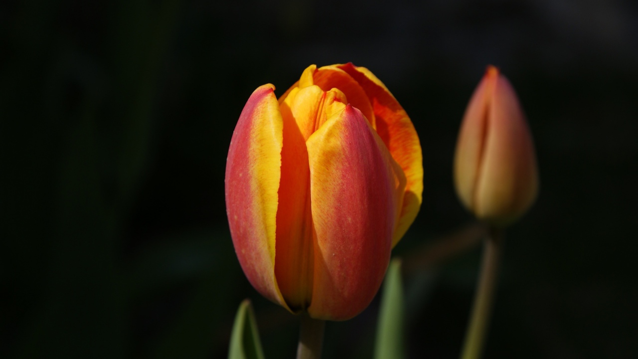 Зародыши, Цветы