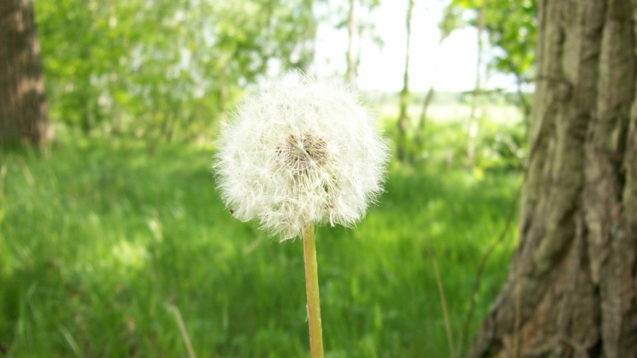 Одуванчик, Цветы