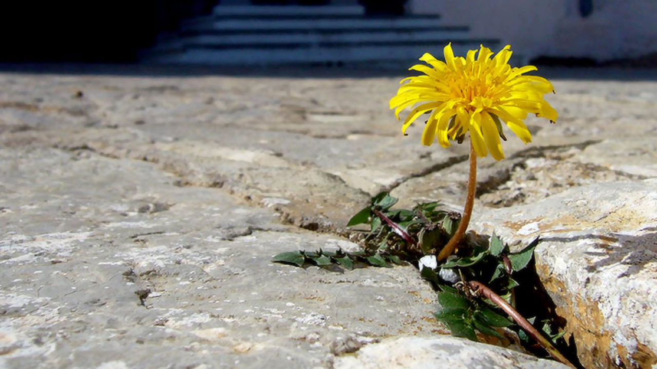 Трудное цветение, Цветы