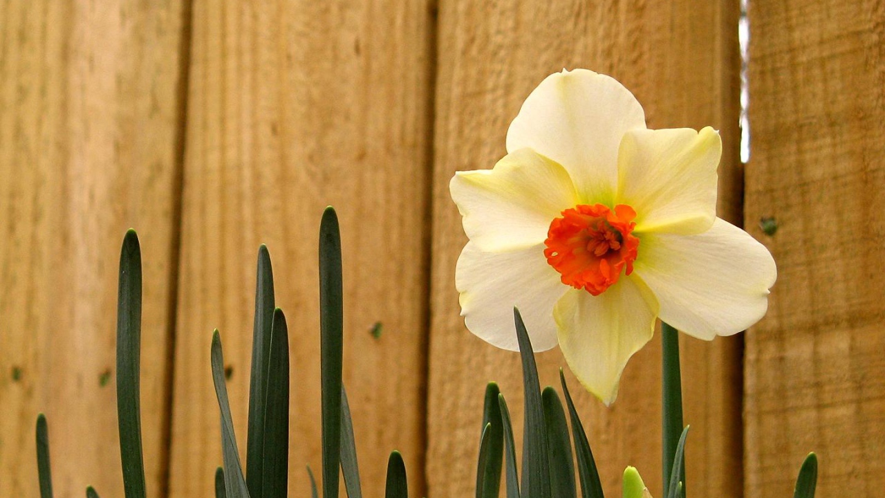 Истер Даффодил, Цветы