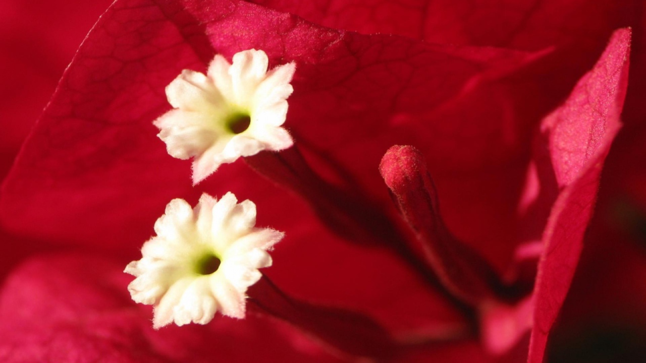 Эмоции Цветов, Цветы