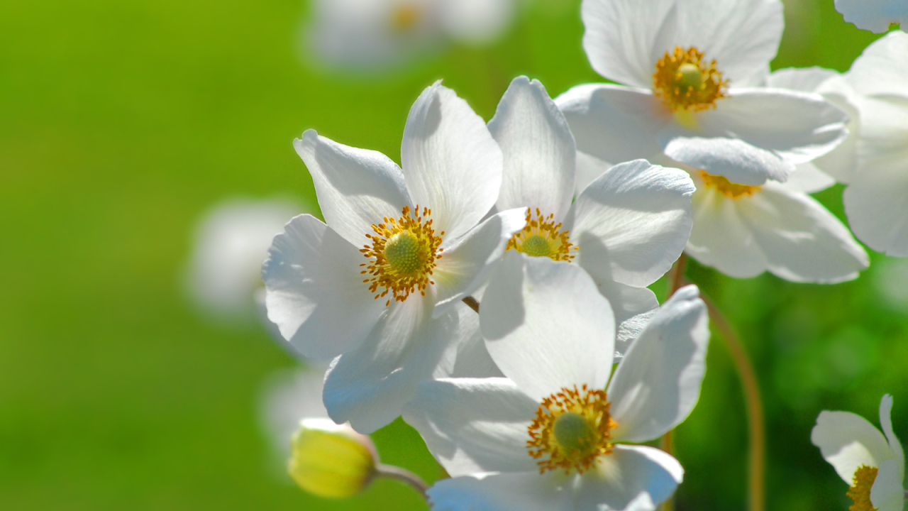 Цветы на траве, Цветах