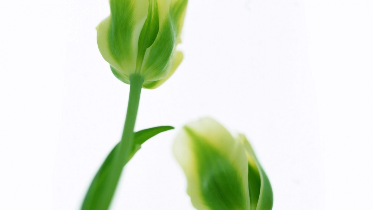 Зеленые тюльпаны, Цветы