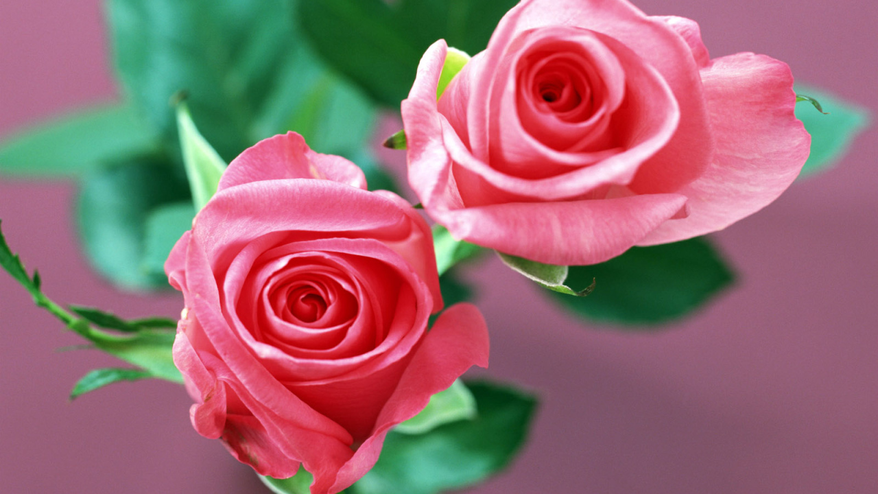 Домашние розы