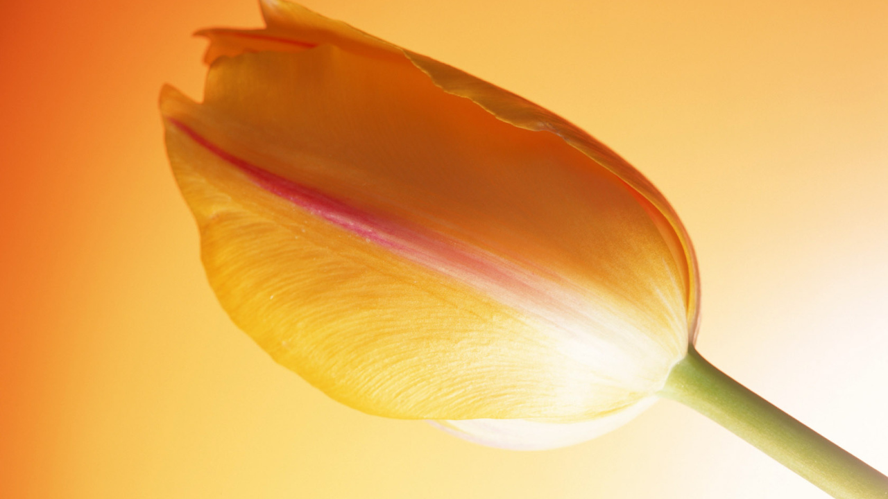 Горячий тюльпан, Цветы