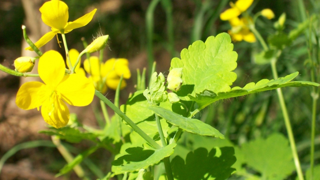 На солнце, Цветы
