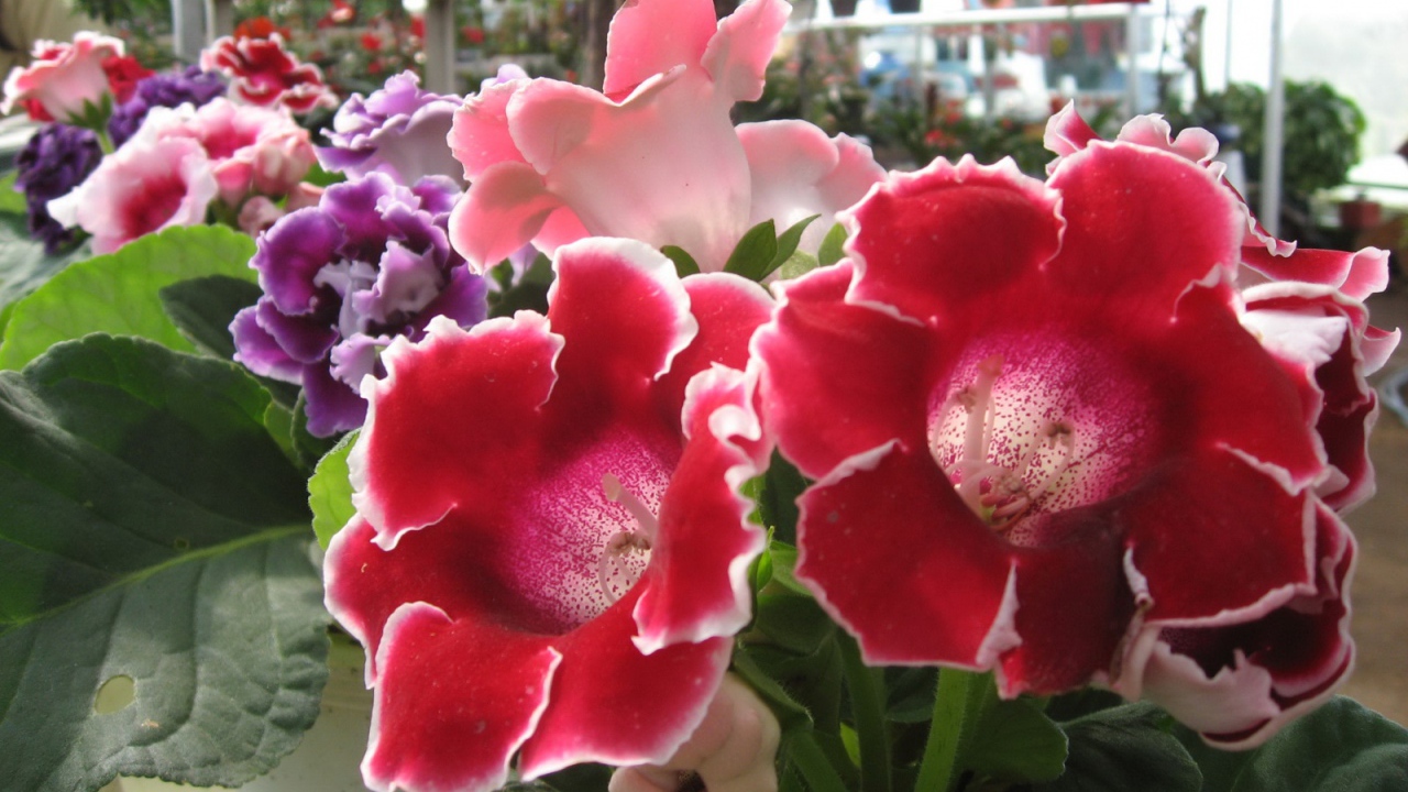 Розы Японии, Цветы