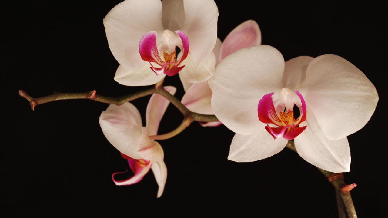 Ночная орхидея