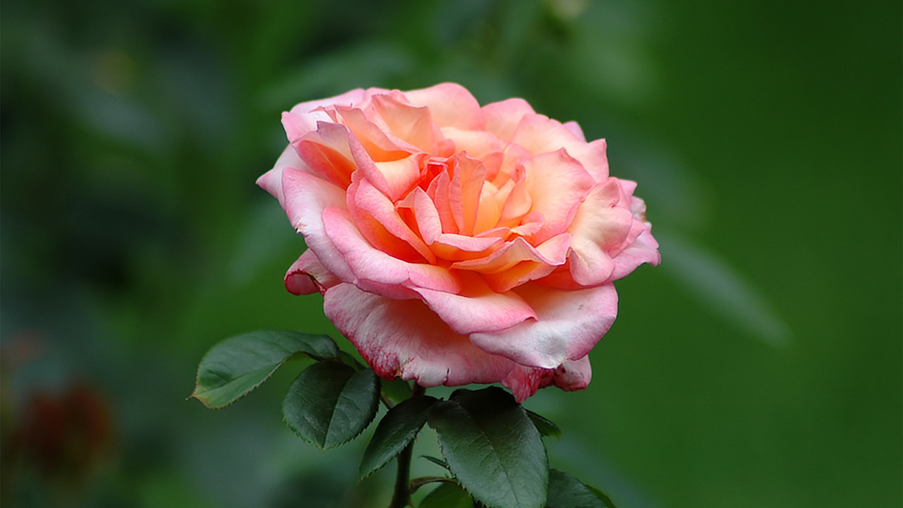 Одинокие чувства, Цветы