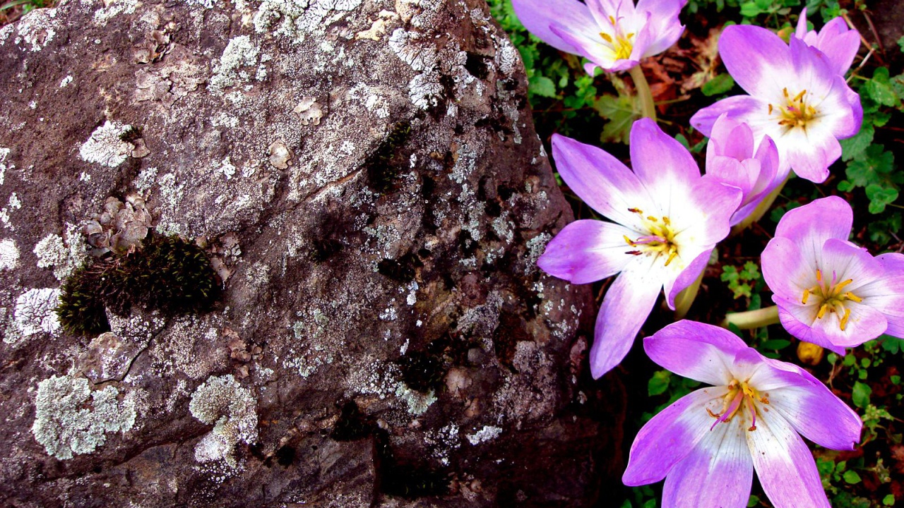 Сиреневый, Цветы