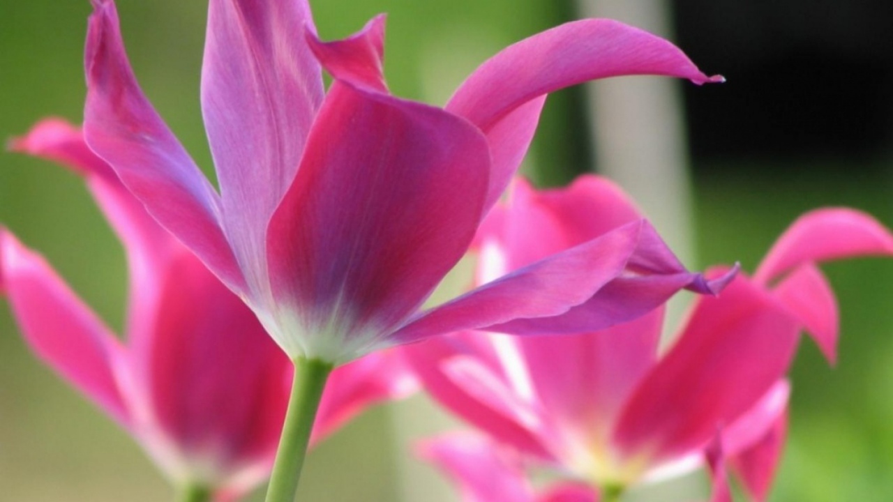 Открытые тюльпаны, Цветы