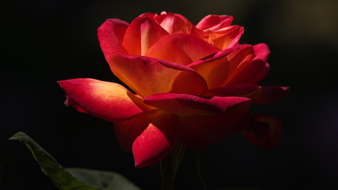 Прекрасный момент, Цветы