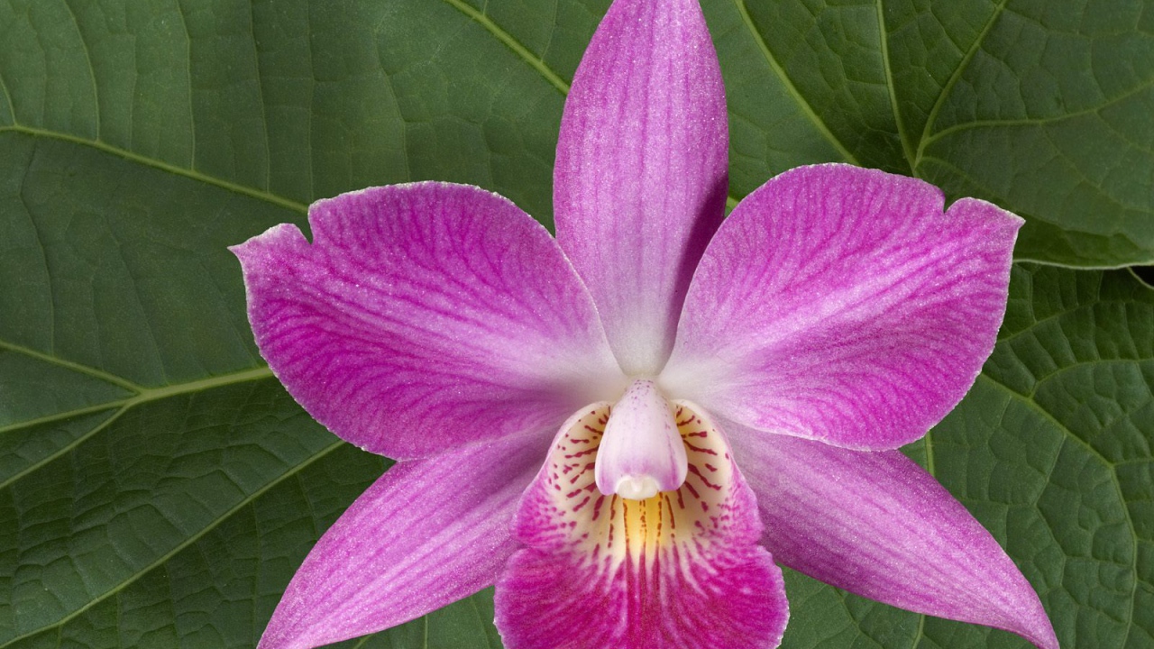 Хурма, Цветы