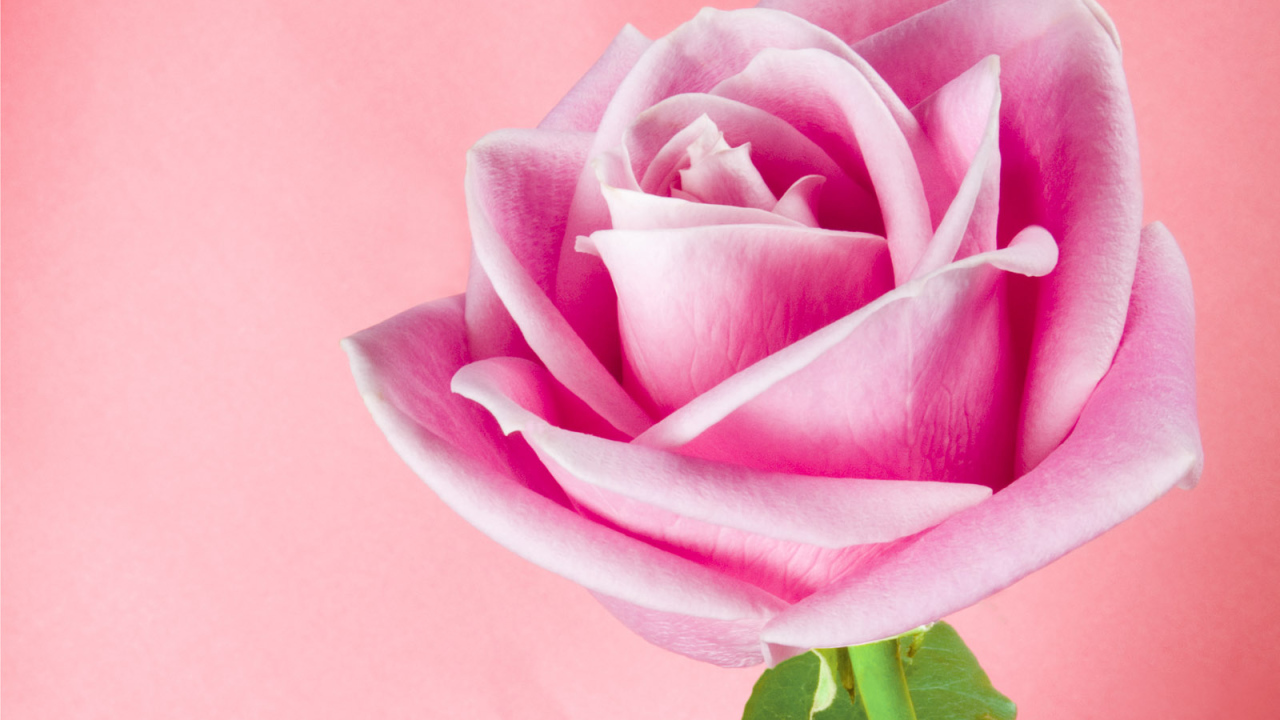 Розовая тень, Цветы