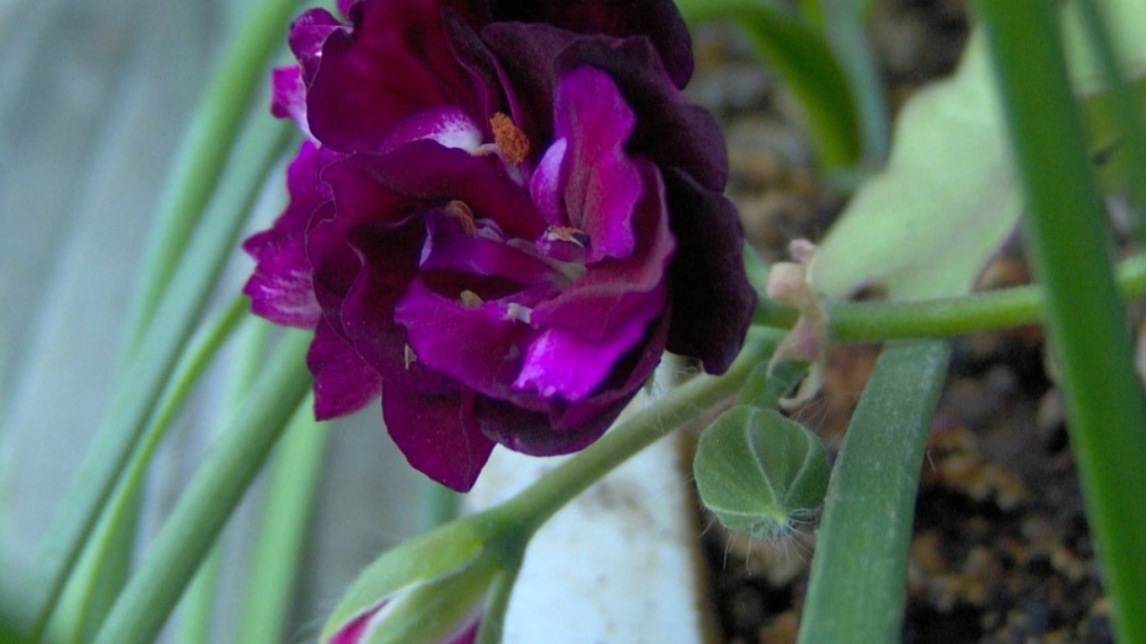 Фиолетовый цветок, Цветы