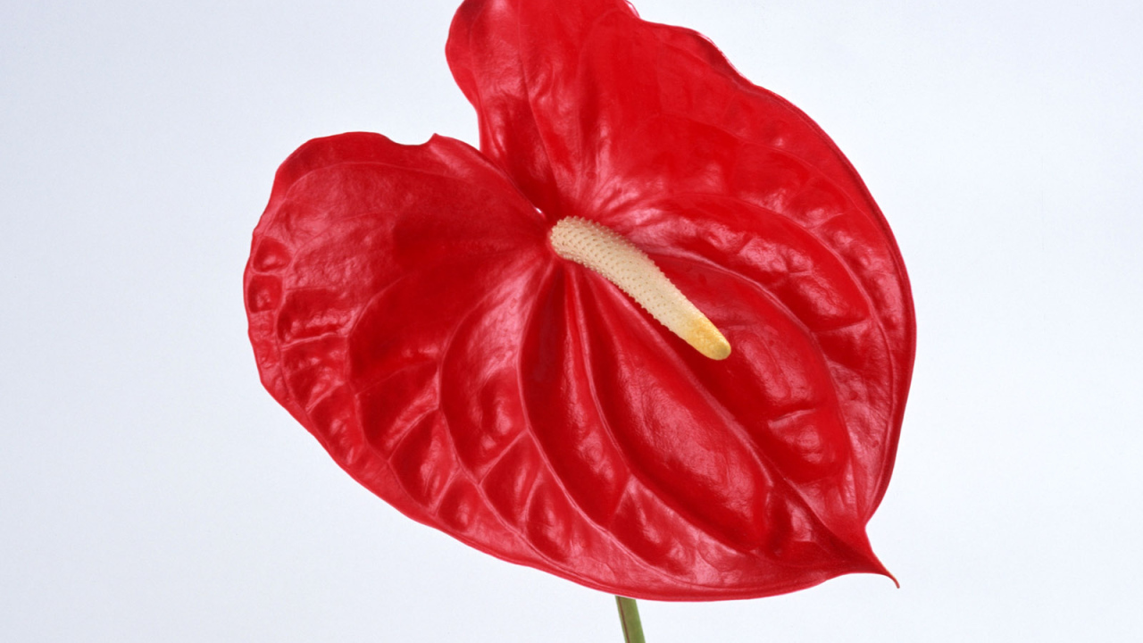 Красный Anturium, Цветы