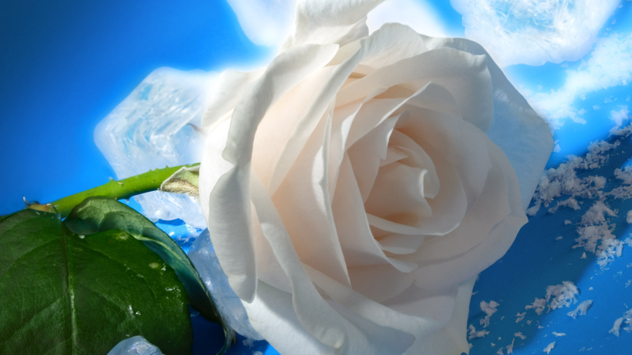 роза и Лед, Цветы