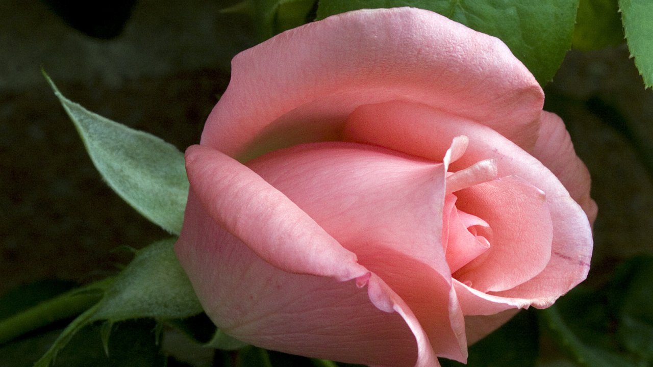 Застенчивое чувство, Цветы