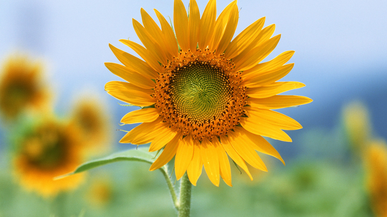 Единственный, Цветы