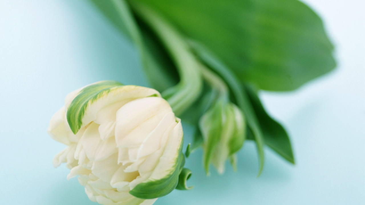 Сонный цветок, Цветы