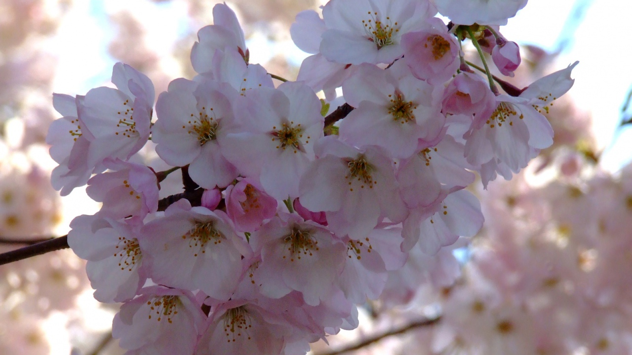 Весенний пучок, Цветы