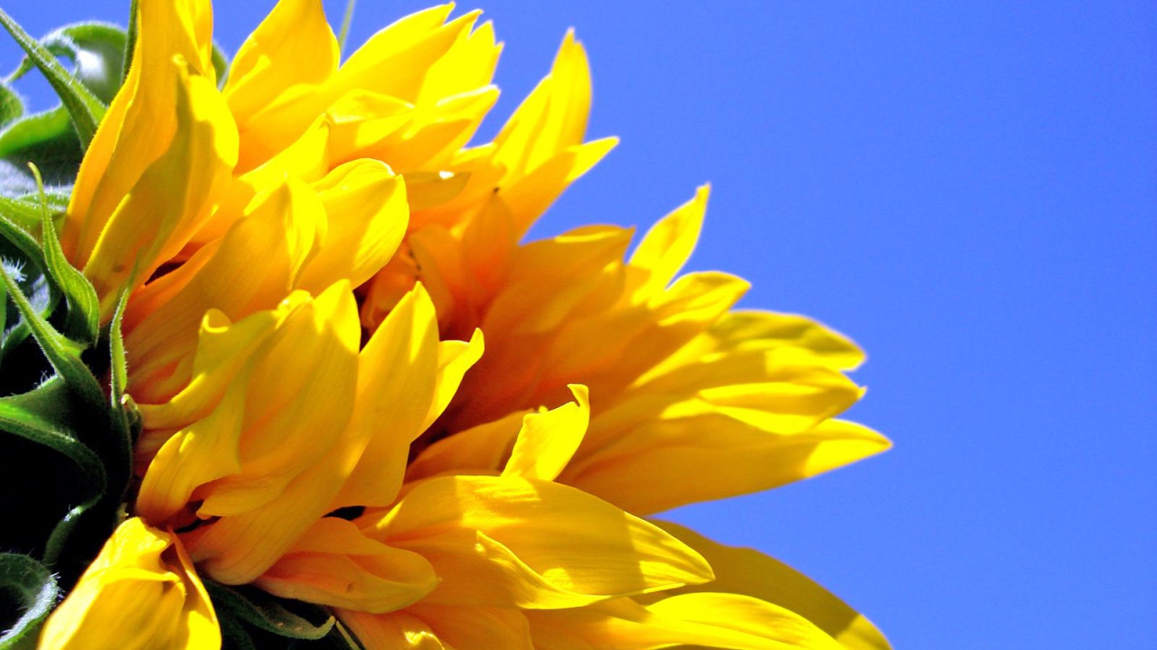 Цветок солнца, Цветы