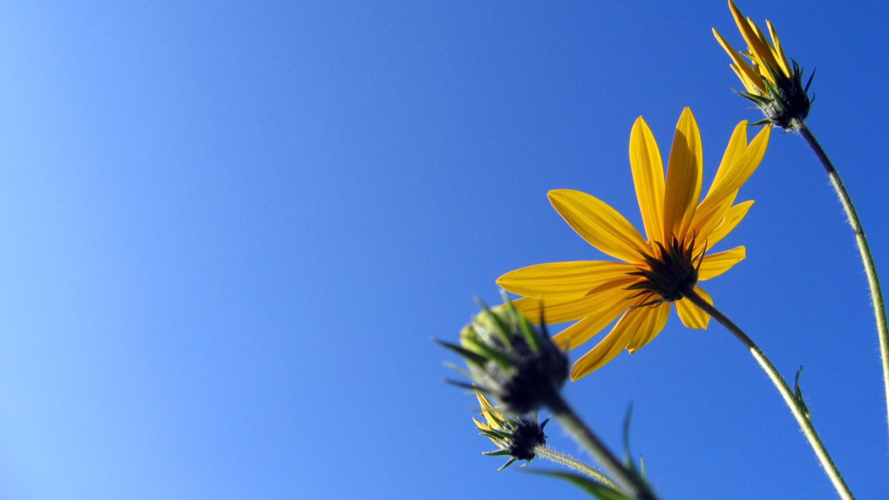 Солнечный Camilles, Цветы