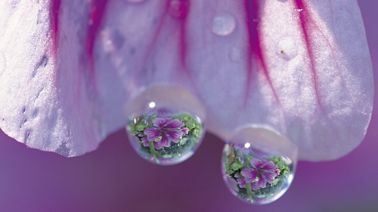 Просвирник дерева, Цветы