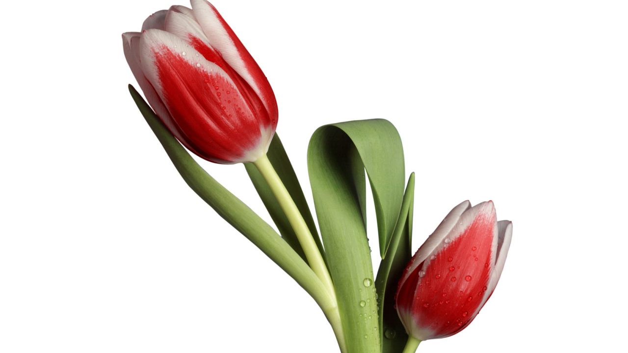 Модель тюльпана, Цветы