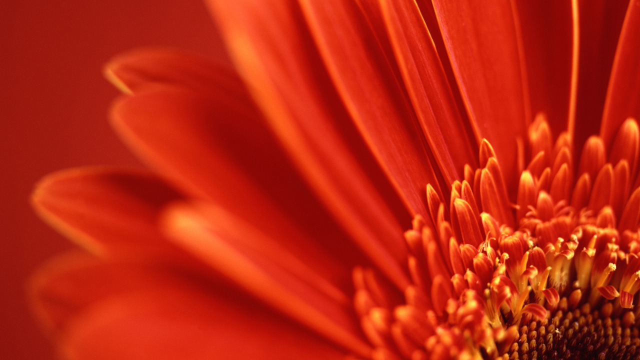 Перспектива красный цветок, Цветы