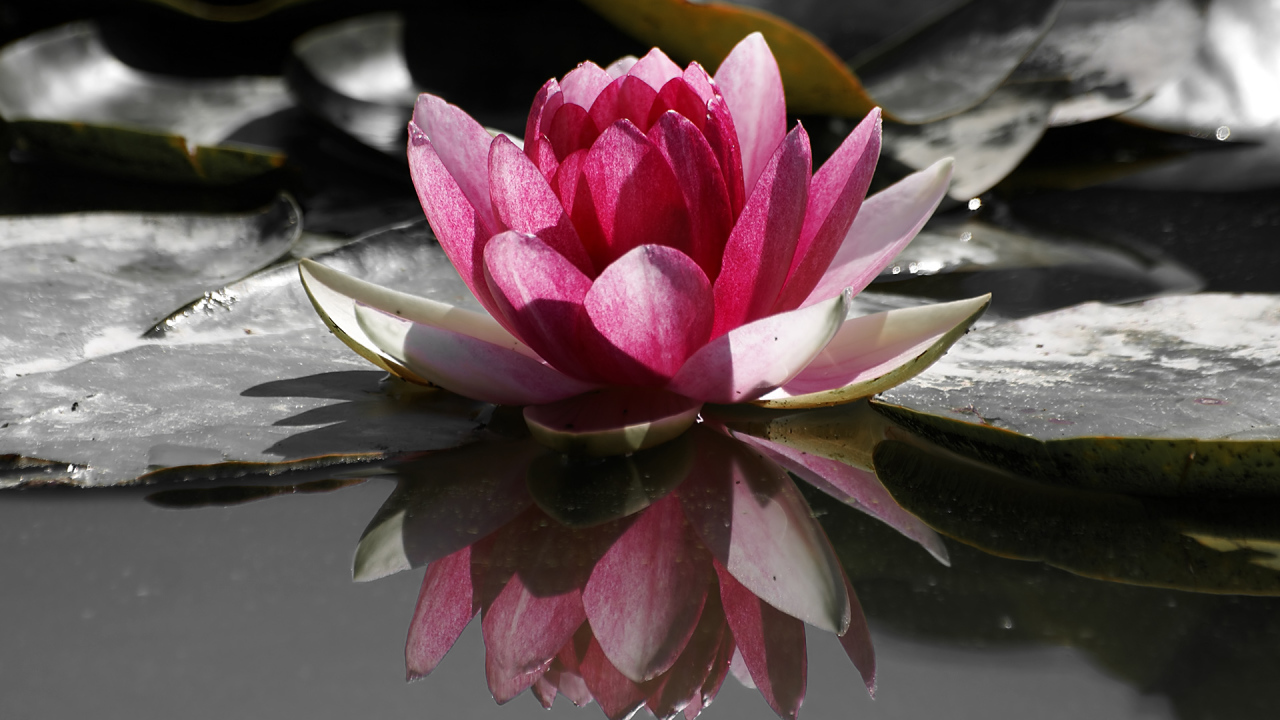 Кувшинка, Цветы