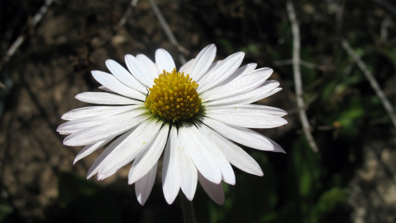 Белый хороший цветок, Цветы