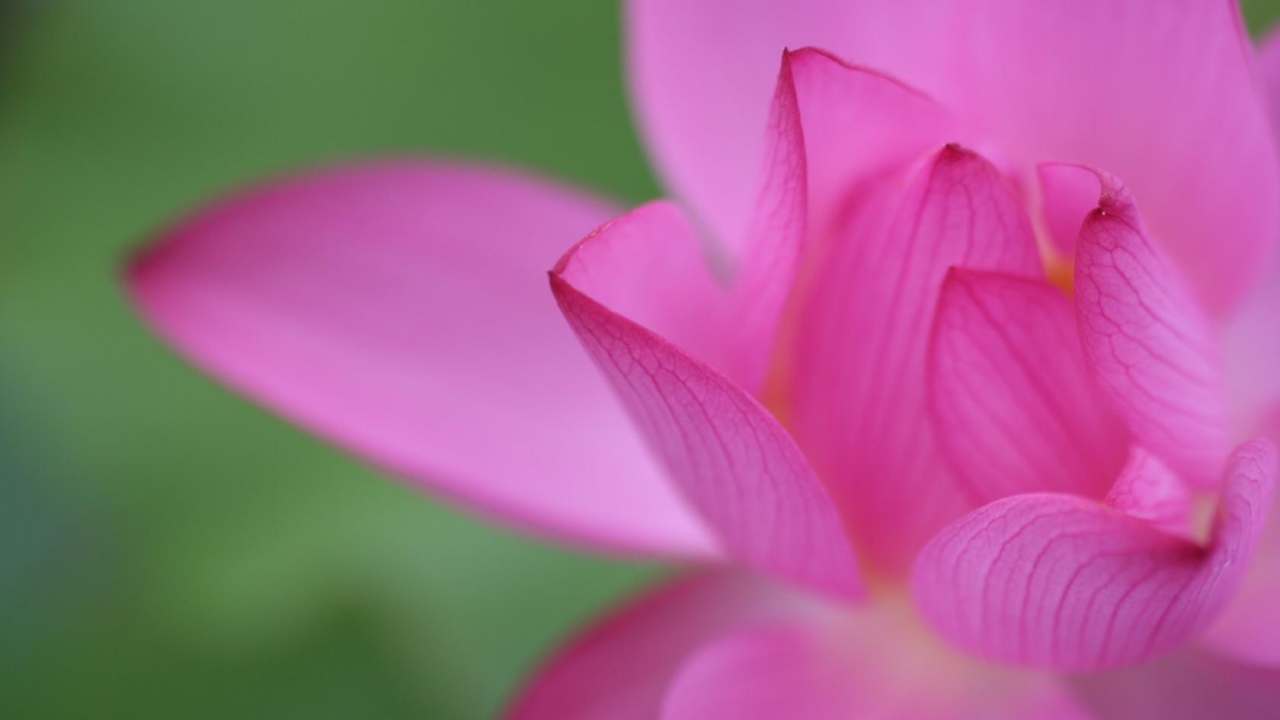 Цветочный пучок