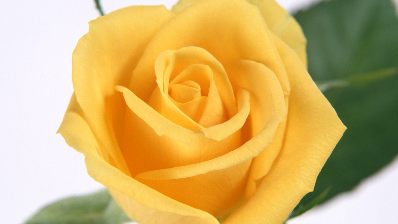 Желтые лепестки розы, Цветы