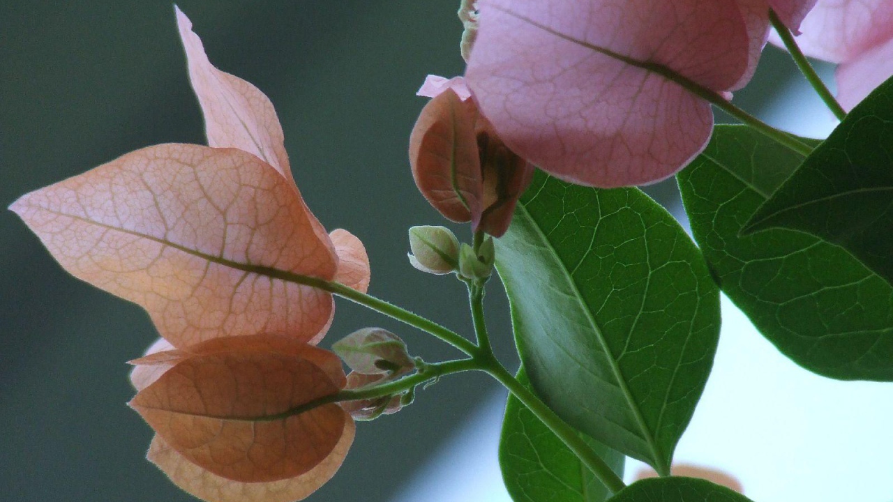 розовый зеленый цвет, Цветы