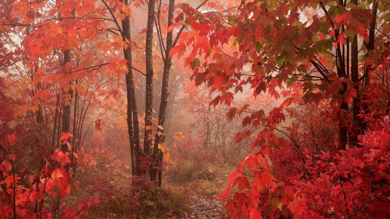 Красный осенний лес