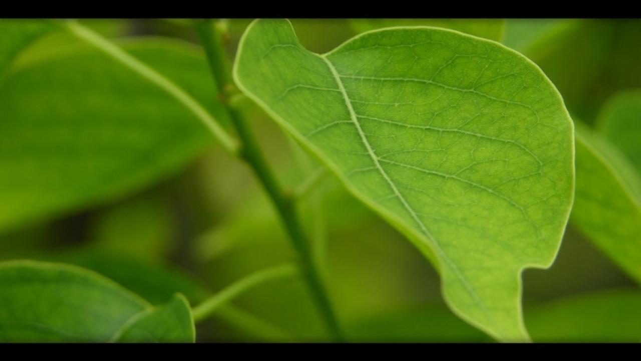 Китайское масло