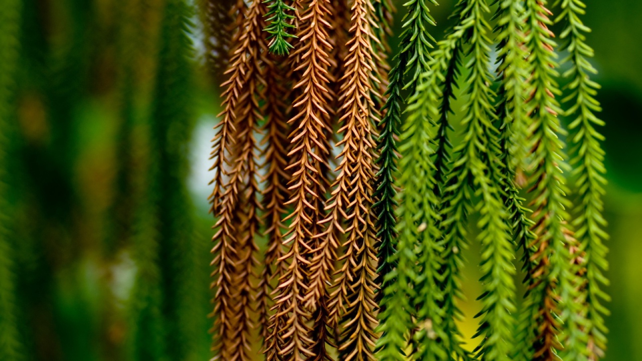 Альпинисты