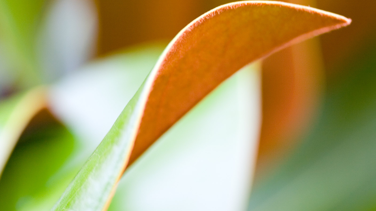 Двойной лист