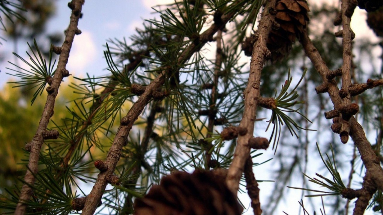 Моменты ели