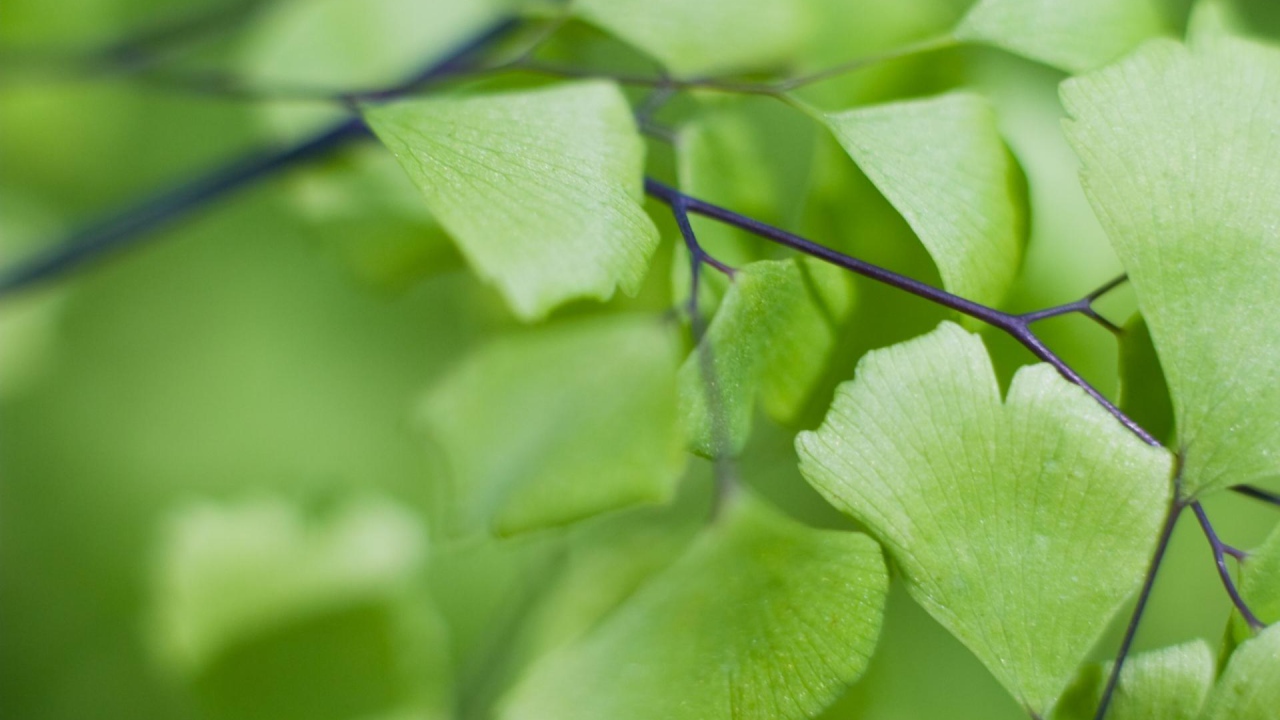 Призрачные листья