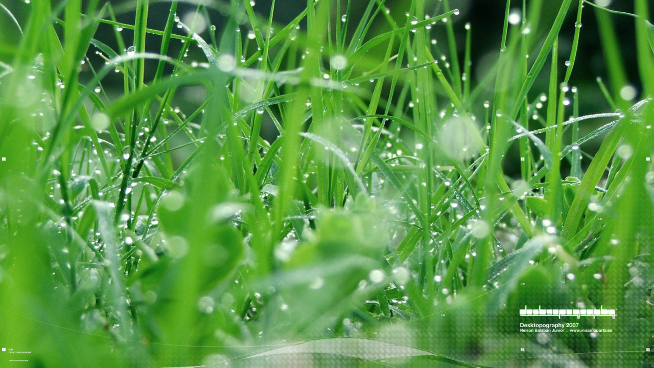 Зеленая травка