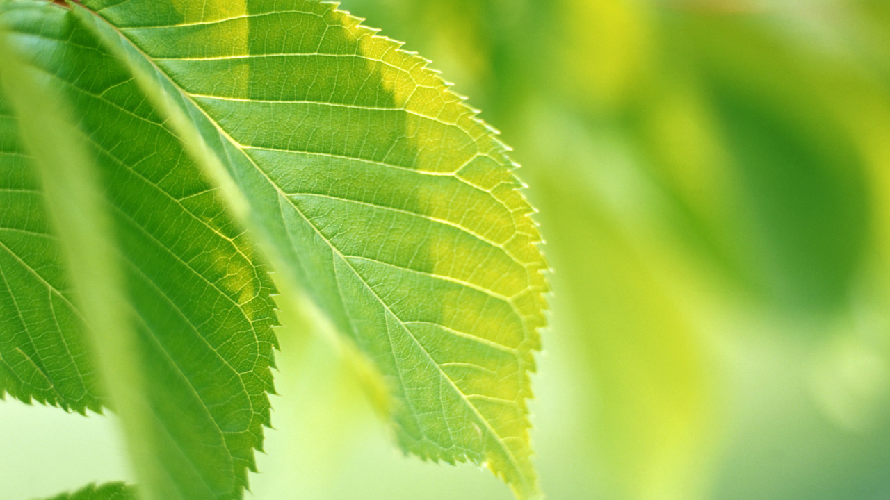 Зеленая жизнь