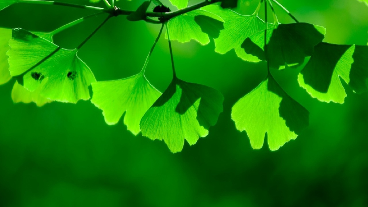 Зеленая тень