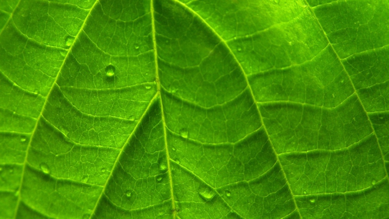 Зеленый яркий лист