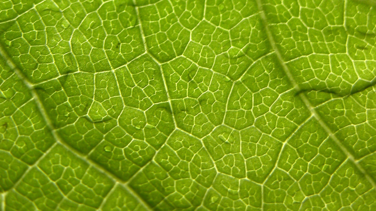 Волны листа