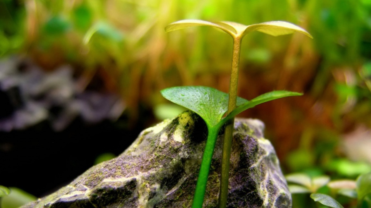 Два расточка