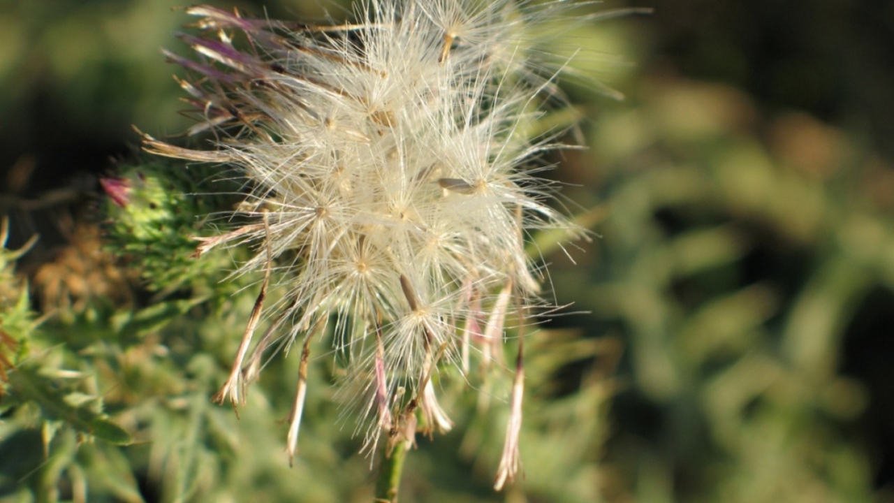 Потерянный цветок