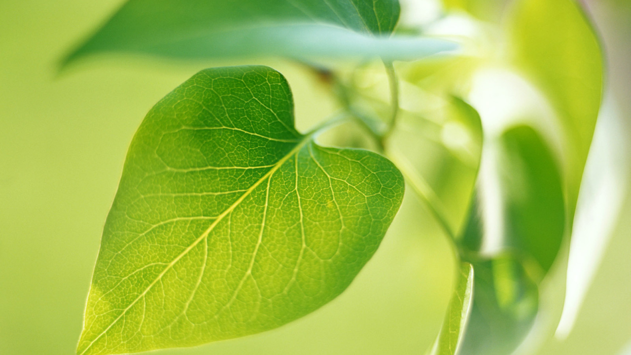 Новый зеленый лист