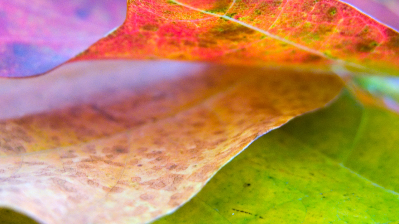 Хороший лист